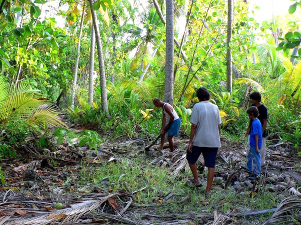57- Chasse au kaveu 1- noix de coco coupees en deux comme appats 